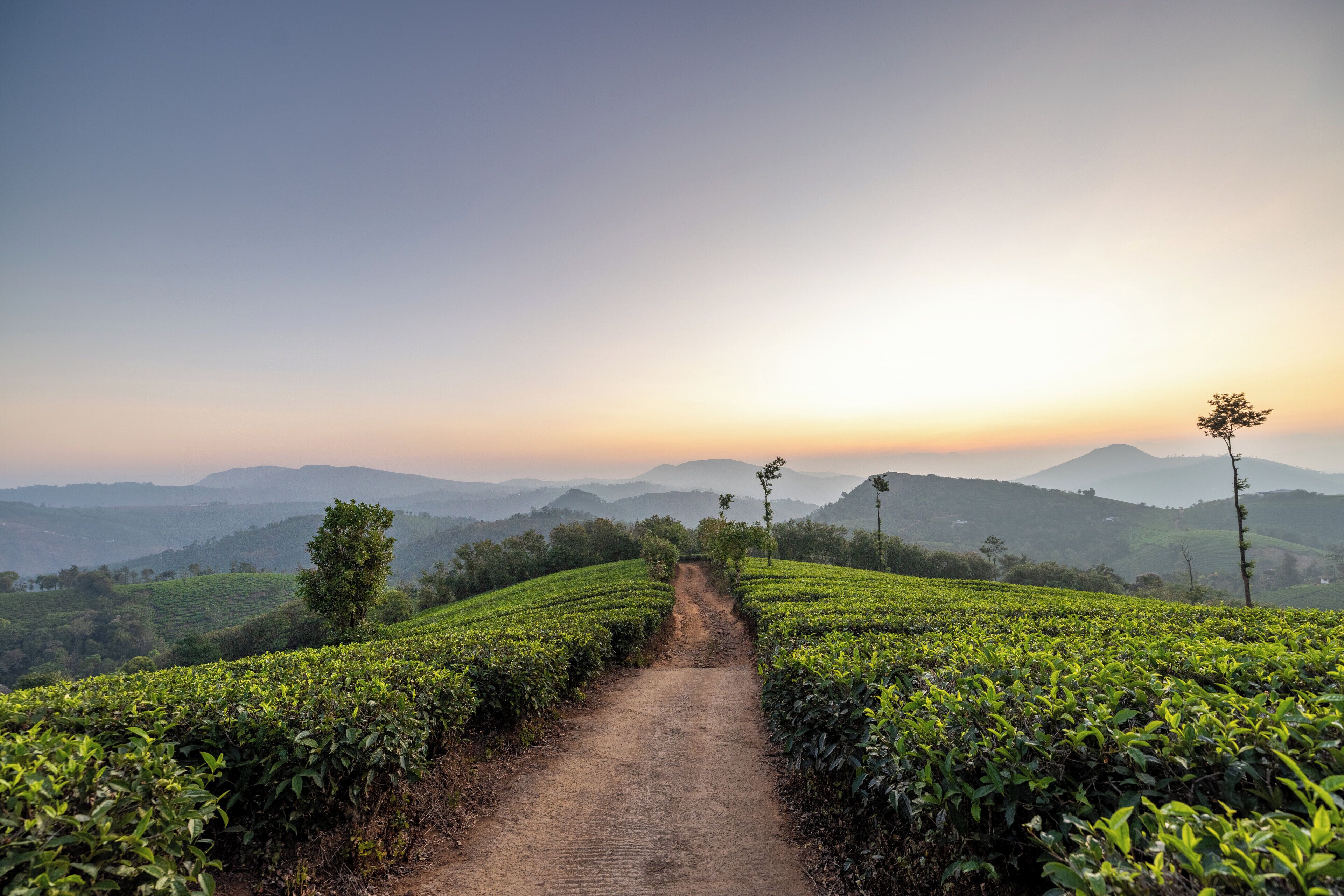A rural landscape with a dirt path leading through tea plantations towards distant hills.