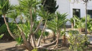 A modern building with a white facade, multiple windows, and a well-maintained garden with palm trees and shrubs. - MANGATA APARTMENT IN NERJA (Nerja)