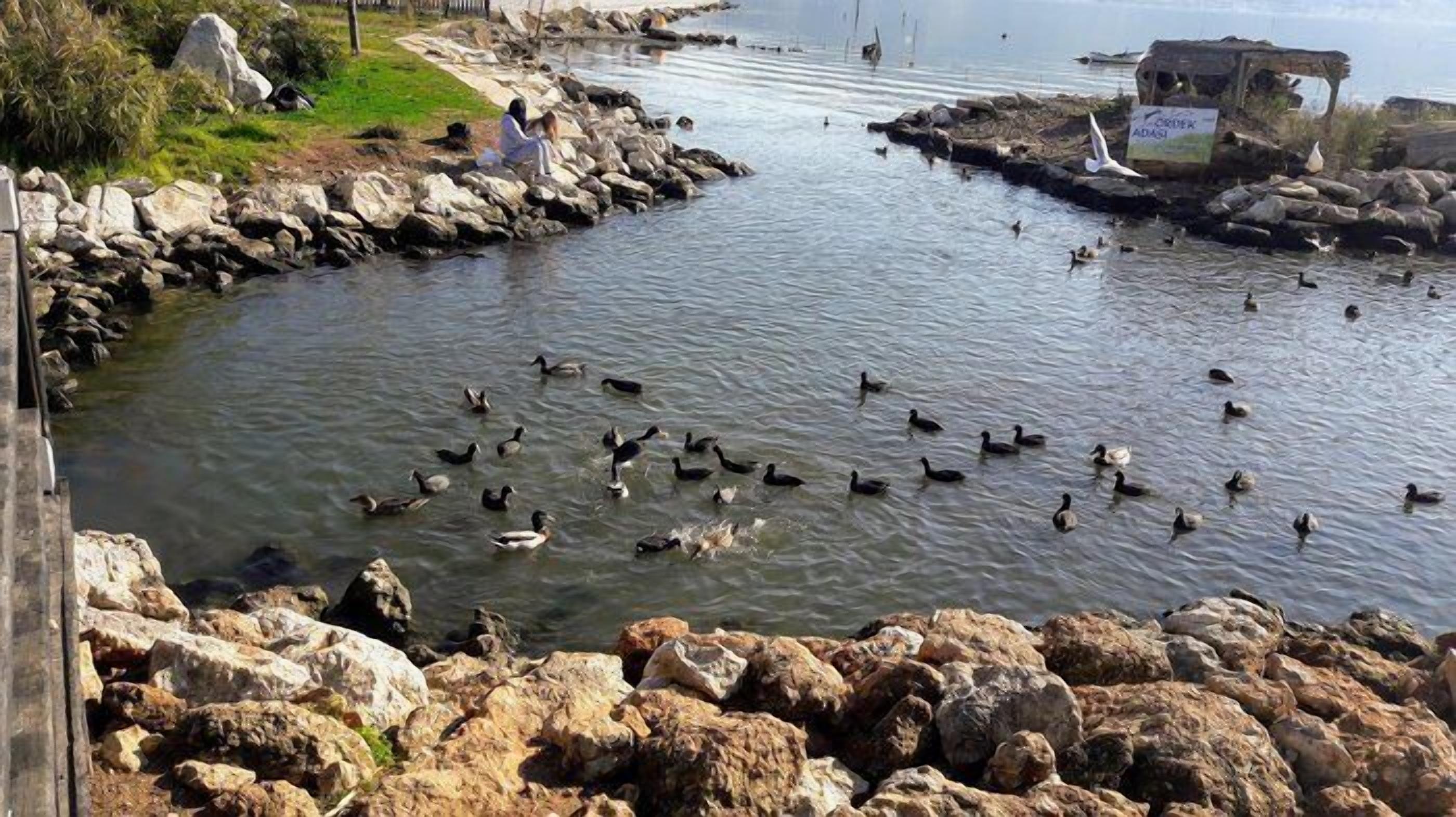 A rocky shoreline with a body of water, ducks swimming, and a signboard in the background.
