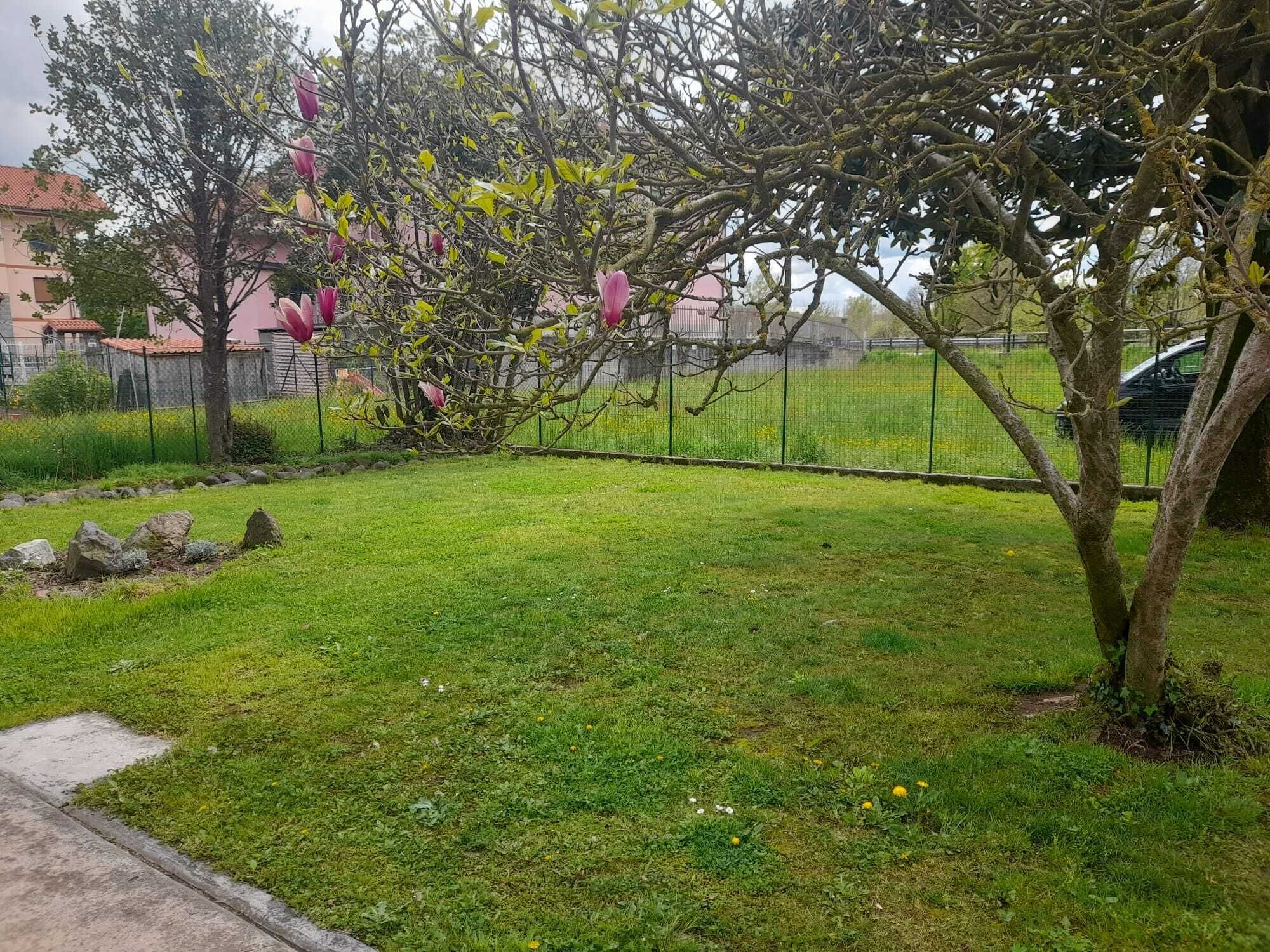A grassy outdoor area with a tree and a fence.