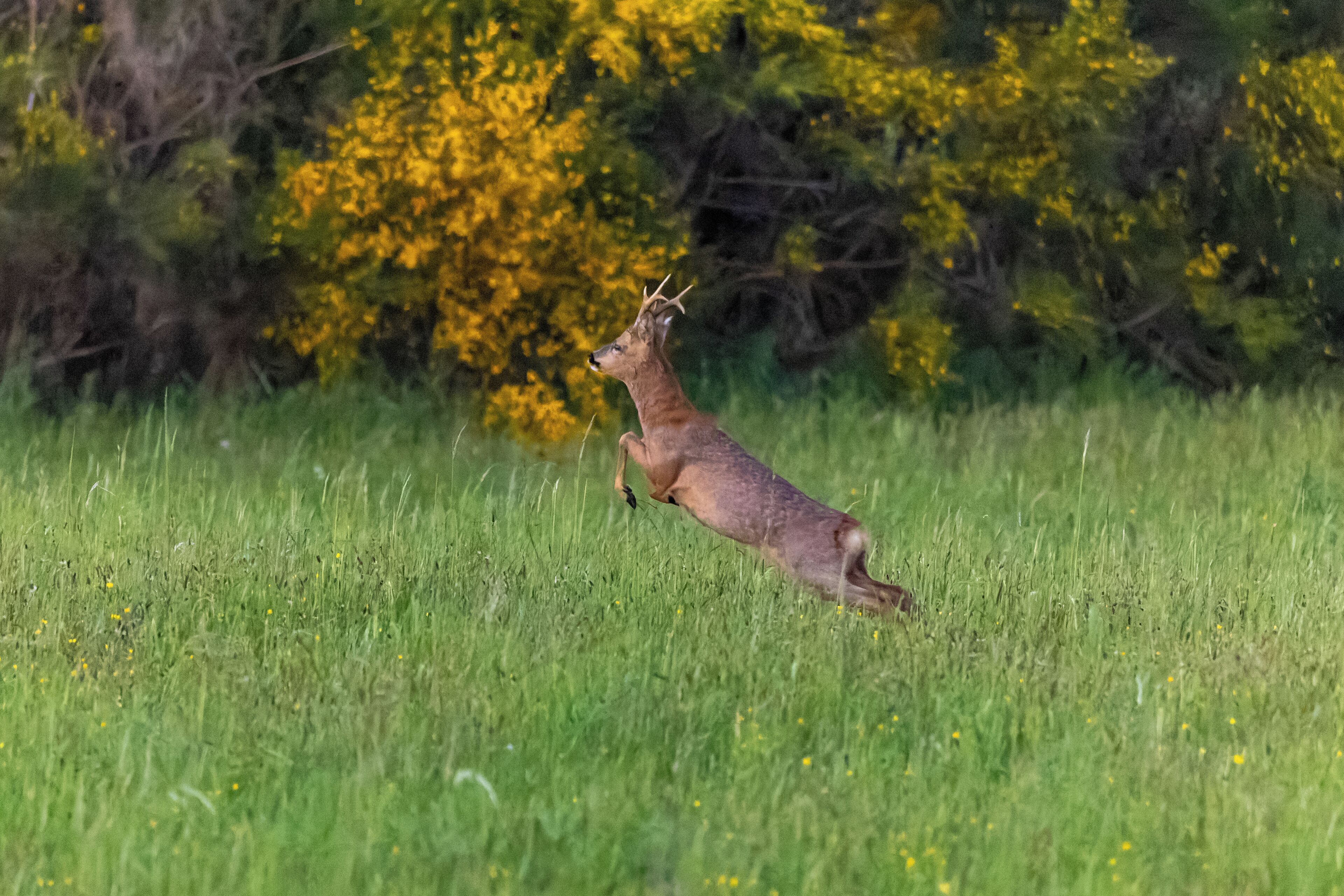Een hert springt in een grasveld, met gele herfstkleuren op de achtergrond.