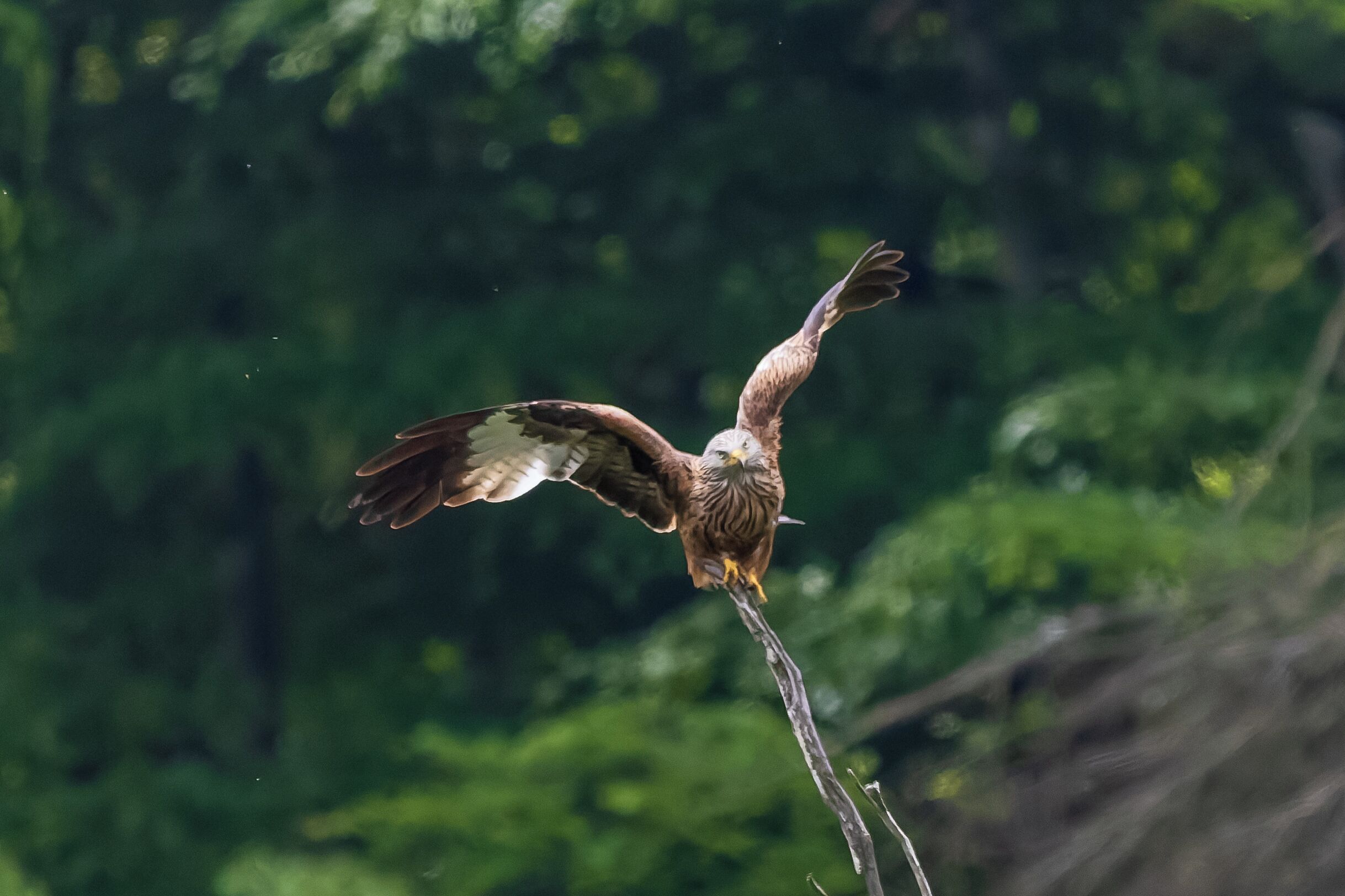 A bird in flight with a blurred green background.