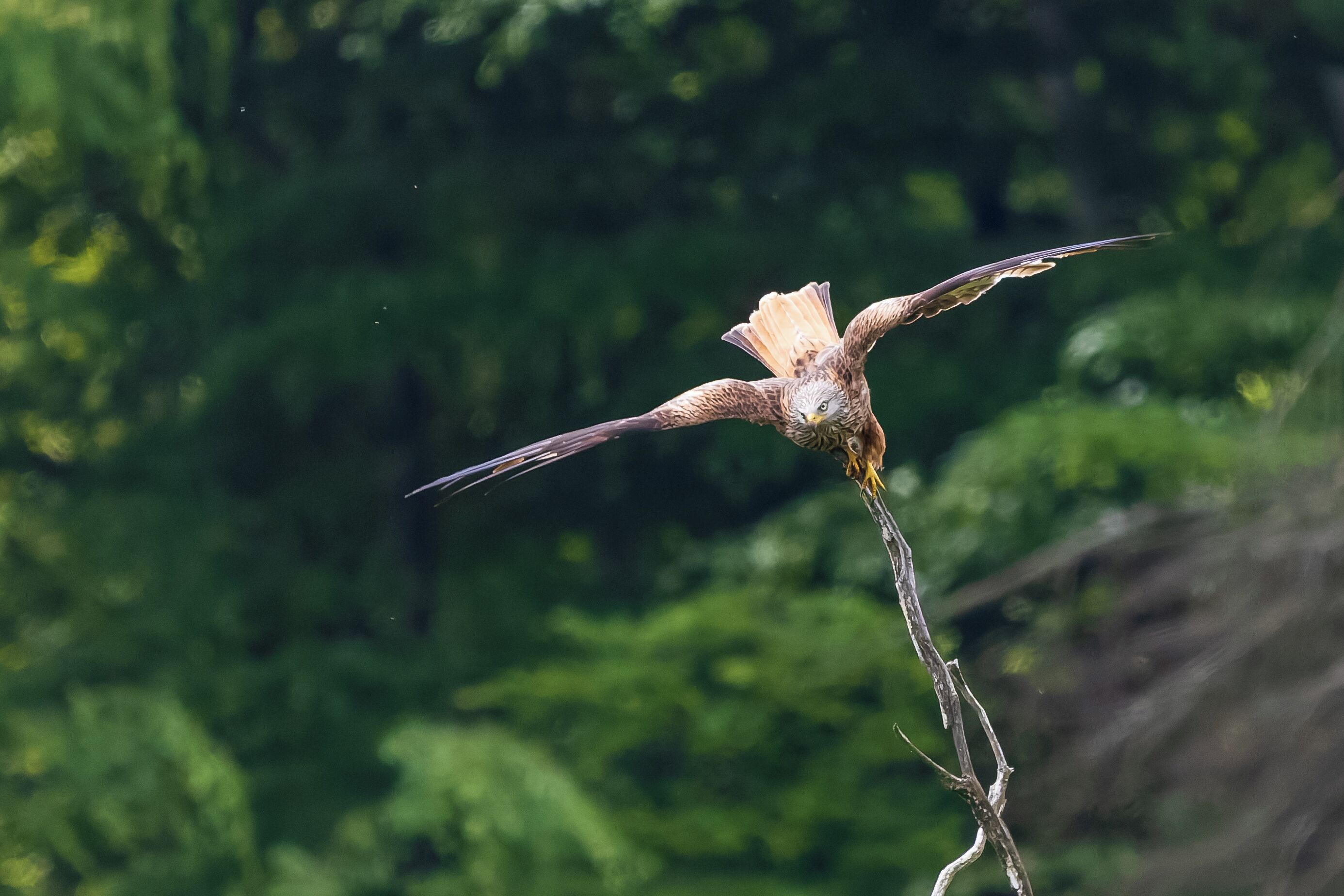 Un ave volando sobre un fondo verde desenfocado.