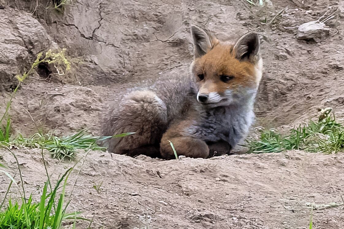 A fox resting in a shallow hole surrounded by grass and dirt.