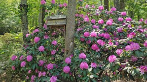 A forested area with a wooden structure labeled '39' surrounded by dense rhododendron bushes.