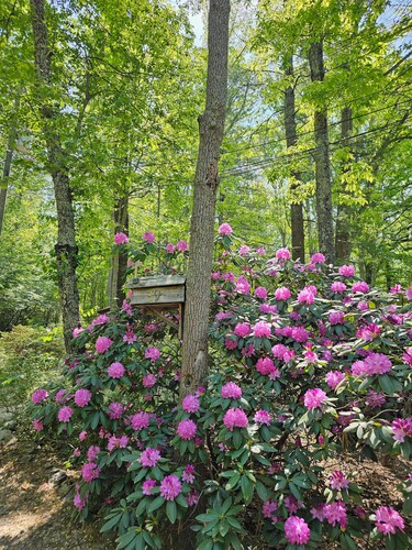 Authentic log cabin near Biltmore House