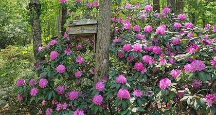 Authentic log cabin near Biltmore House