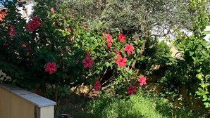 Ein Garten mit verschiedenen Pflanzen und einer gefliesten Terrasse.