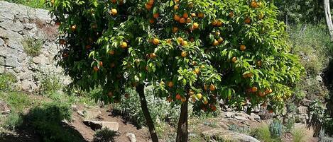 A tree with orange fruits, surrounded by a wire fence, set against a backdrop of rocks and greenery.
