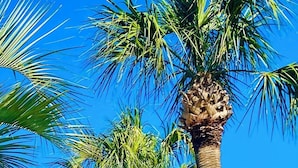 Tall palm trees with green fronds against a clear blue sky.