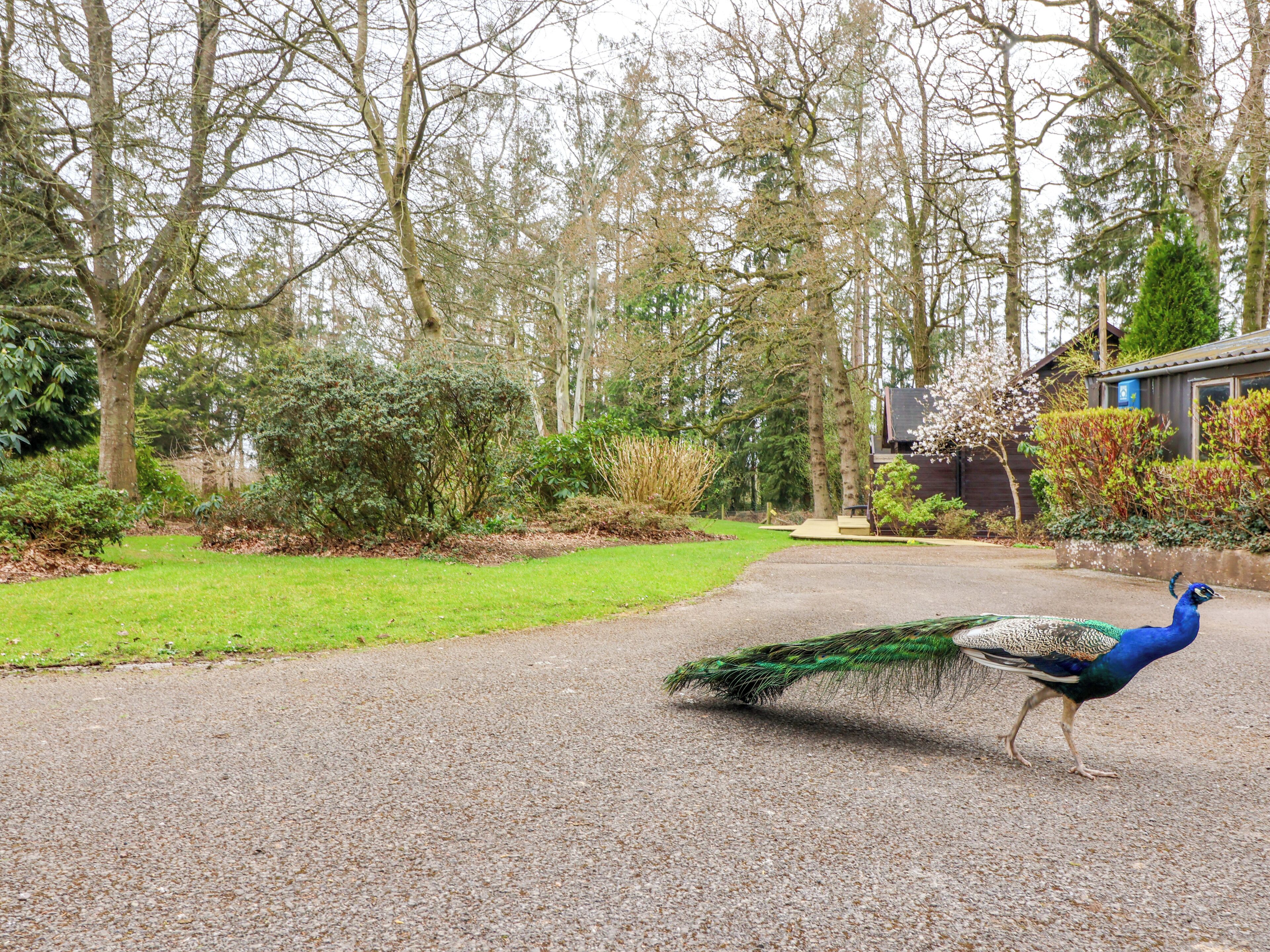 Un paon se promène sur un chemin de gravier dans un jardin, avec des arbres et un bâtiment en arrière-plan.