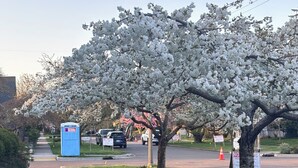 A sidewalk lined with a tree in full bloom, a blue portable toilet, and a parking area with cars. - UPS Neighborhood Apartment (Tacoma)