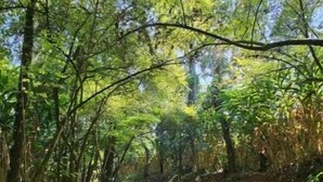 A forest path with dense foliage and trees. - Eco-Friendly Plantation Retreat Near Thekkady (Anakkara)