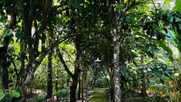 A pathway through a lush, green forest with a bench and a hanging light fixture. - Eco-Friendly Plantation Retreat Near Thekkady (Anakkara)