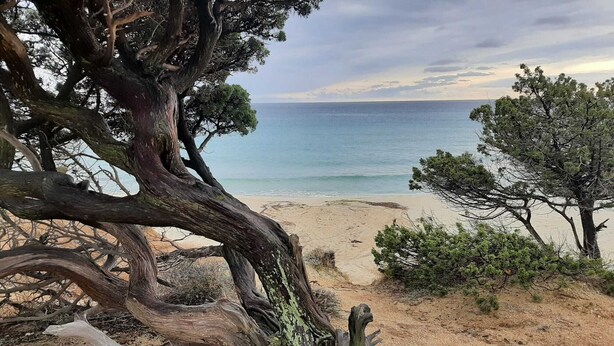 A beach with a large tree in the foreground and a view of the sea. - Resonance Experience, Villa Retreat & Sound Healing (Sardegna)