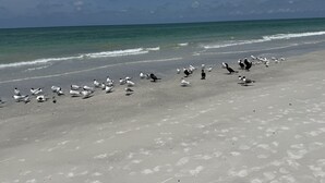A beach with numerous birds and footprints in the sand.