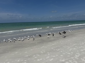 Strand
