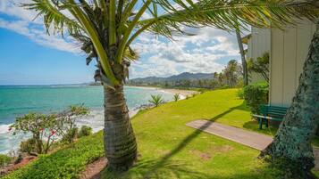 A coastal view with a palm tree, a grassy area, and a building with a bench.