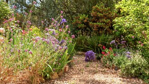 A garden path with various plants and flowers. - Idyllic, peaceful and historical "Coath Cottage" minutes from Bendigo's CBD (West Bendigo)