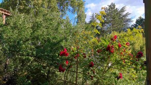 Un jardín con follaje denso y flores rojas.