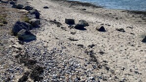 A beach with pebbles, rocks, and a clear blue sky. - Cottage with fjord view in lovely Vellerup (Skibby)