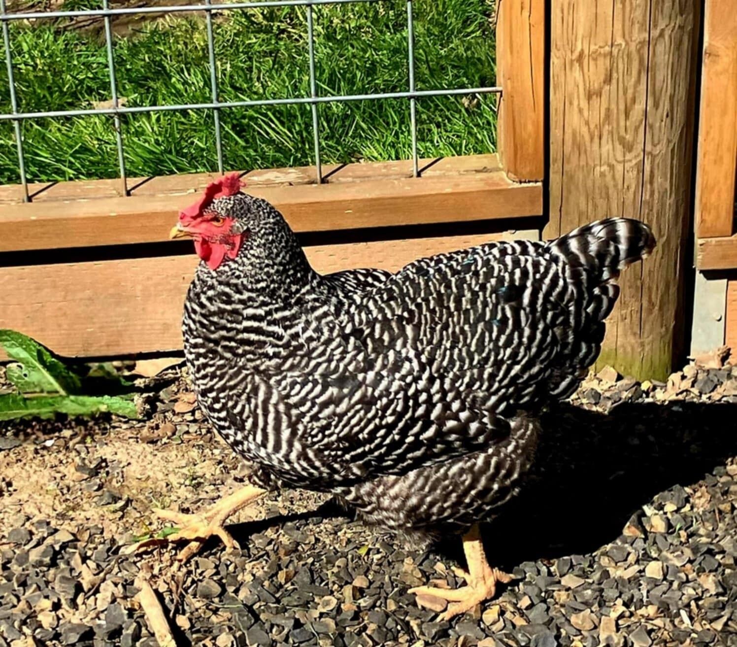 Ein Huhn steht auf Kies neben einem Holzzaun und einem Metalltor.