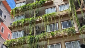 Un edificio de varios pisos con balcones cubiertos de vegetación.