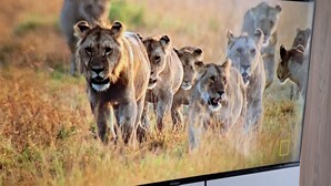 A television displaying a scene of lions in a grassy field. - RnM Haven in Tsavo Apartments 13kms from JKIA
Walk to Stylish,Clean & Comfy Stay (Nairobi)