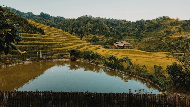 Terraced rice fields, a pond, and a small building. - Ban Lien Forest Homestay Lao Cai (Ban Lien)