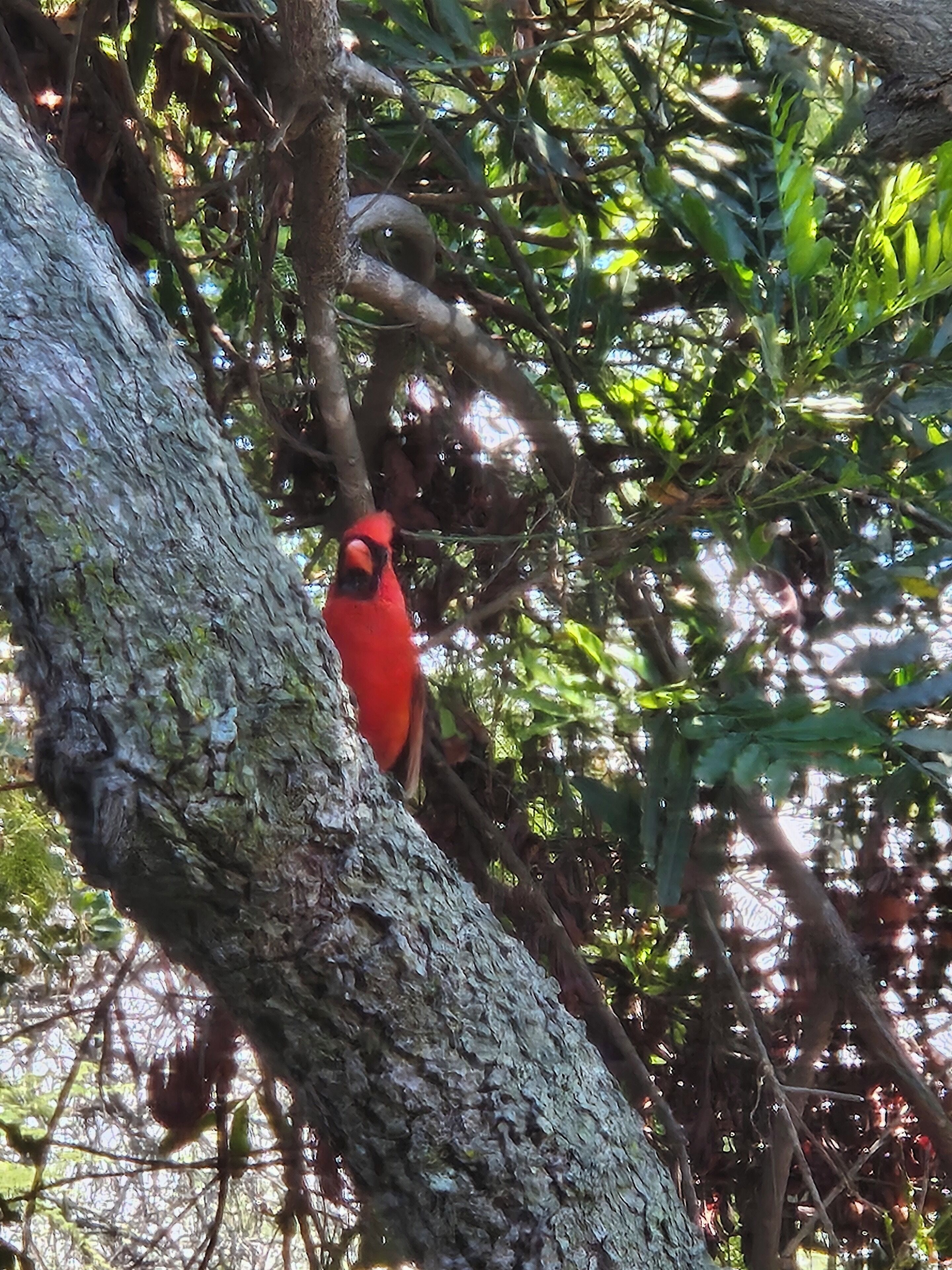 Un oiseau était perché sur une branche d’arbre.