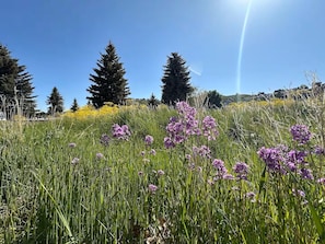 Een veld met paarse bloemen en hoog gras, met bomen en een heldere lucht op de achtergrond.