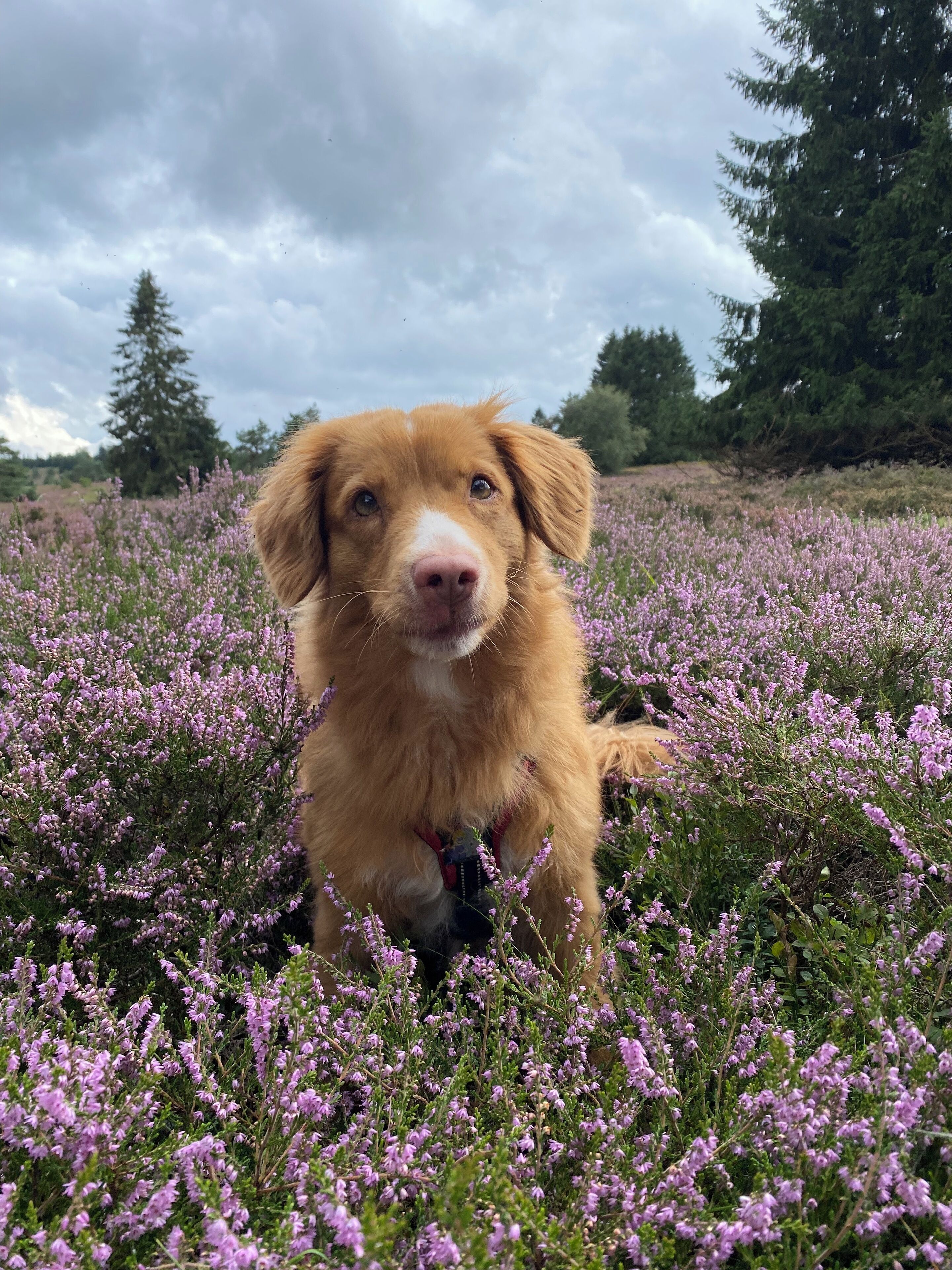 A dog in a field of purple flowers.