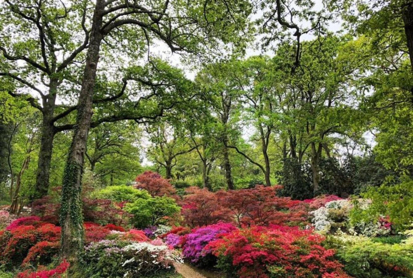A garden with various shrubs and trees.