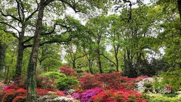 A garden with various shrubs and trees.
