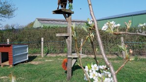 Un gato sobre una plataforma de madera en un área con césped, con un cobertizo metálico y una cerca al fondo.