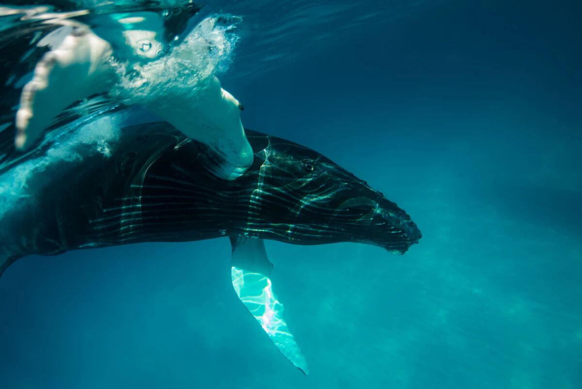 A whale swimming underwater.