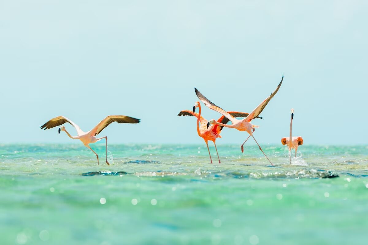 Three flamingos standing in shallow water with a clear sky in the background.