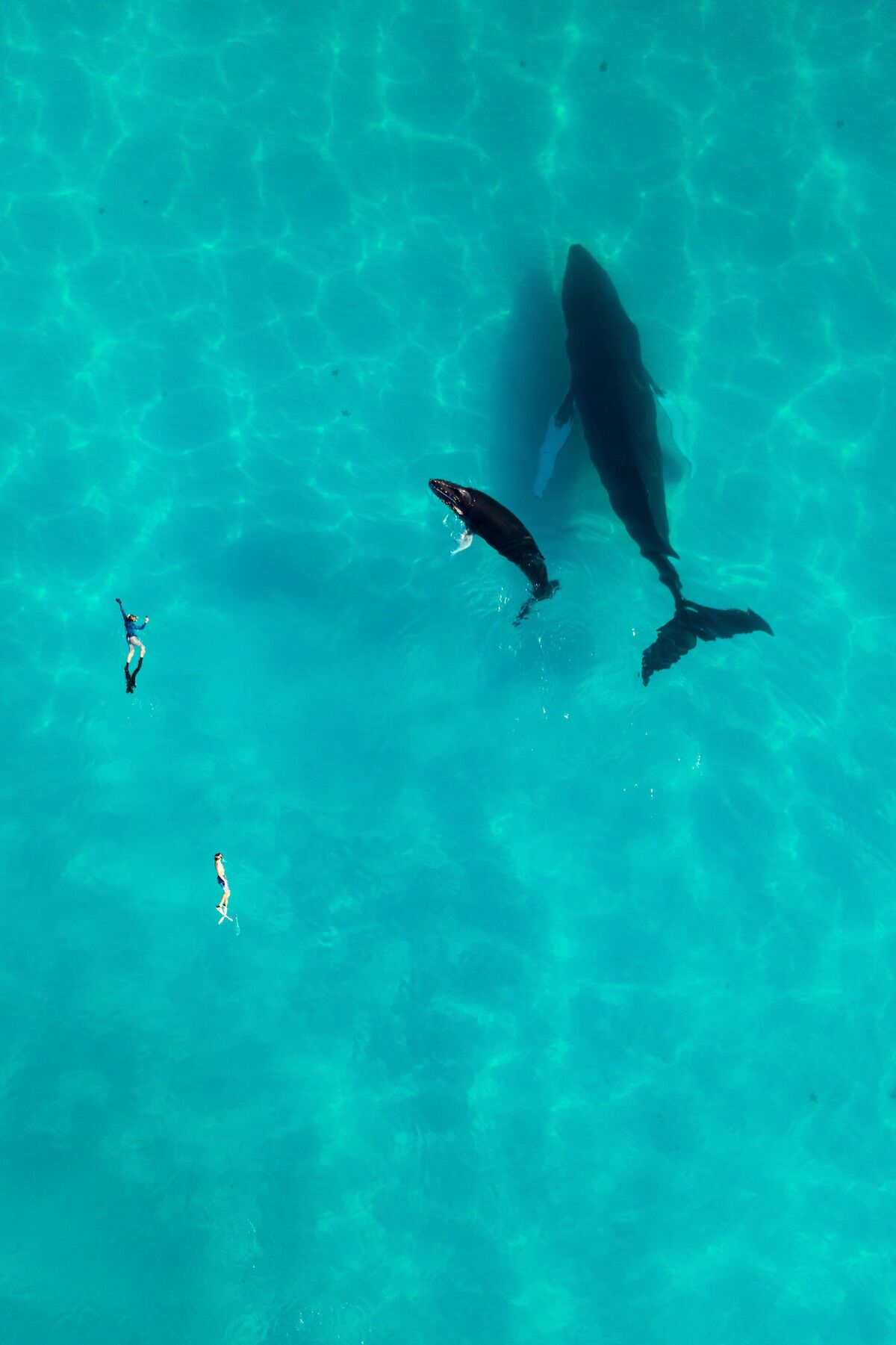 An aerial view of a clear turquoise sea with a large whale and two divers swimming nearby.