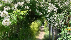 A garden pathway with white flowering plants and a building in the background.