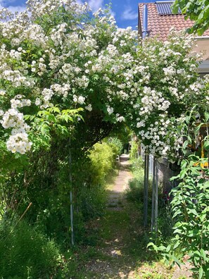 A garden pathway with white flowering plants and a building in the background.