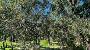 Un parc avec des arbres, une pelouse et un banc.