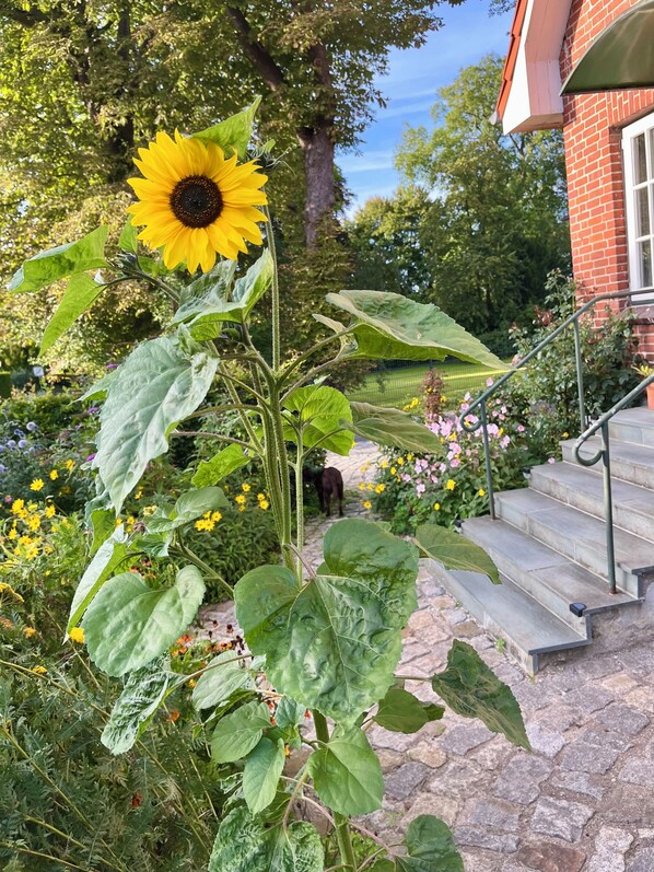 A garden with a prominent sunflower, a brick building, and stone steps leading to a porch. - Small country house pearl by the castle park and lake, in dreamlike nature! (Eutin)