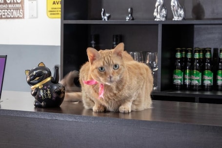 Recepção. Hostal Paracas I