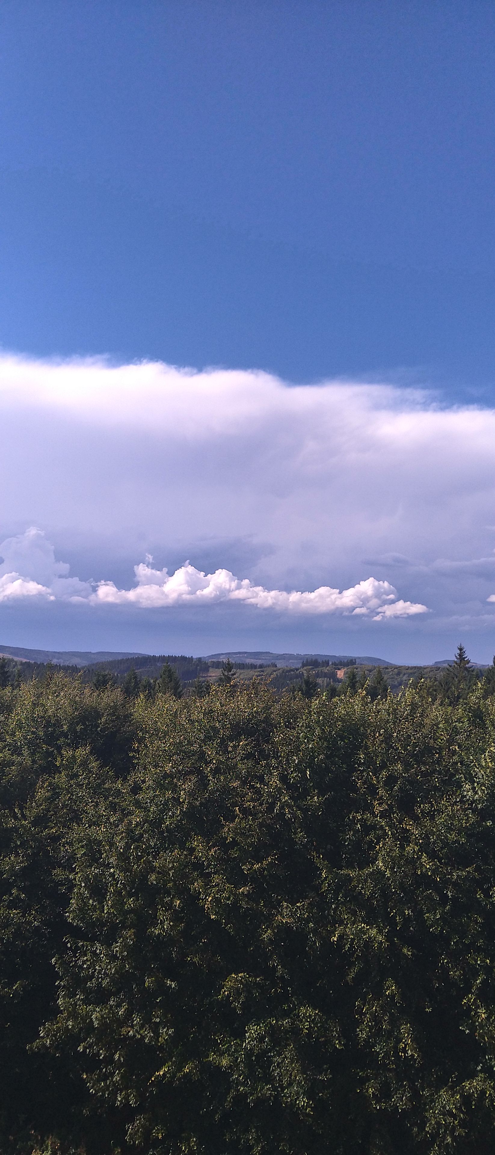 Ett landskap med en klar himmel och en tät skog i förgrunden.