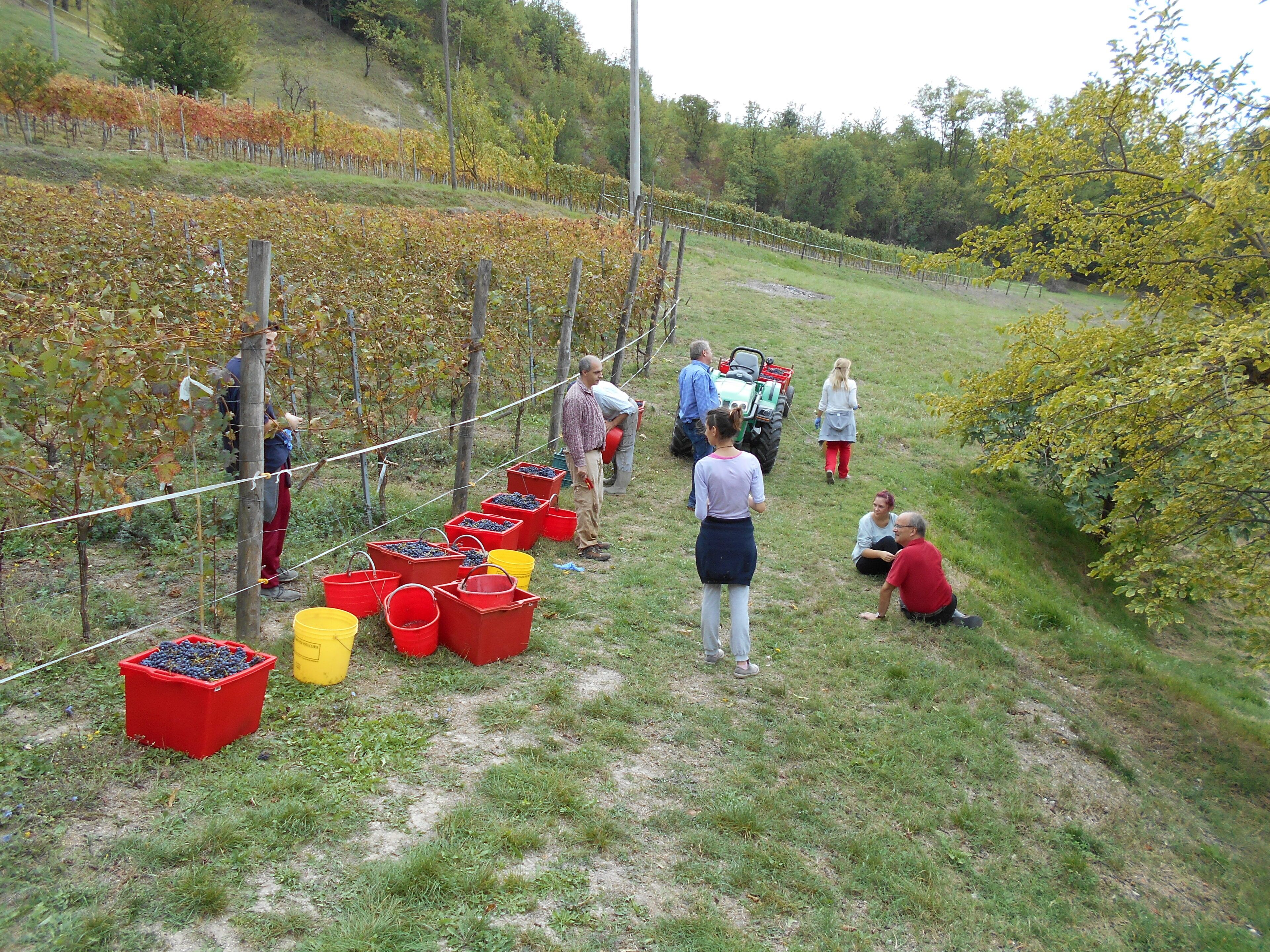 Viñedo con hileras de vides, personas recolectando uvas y varios cubos rojos y amarillos llenos de fruta.