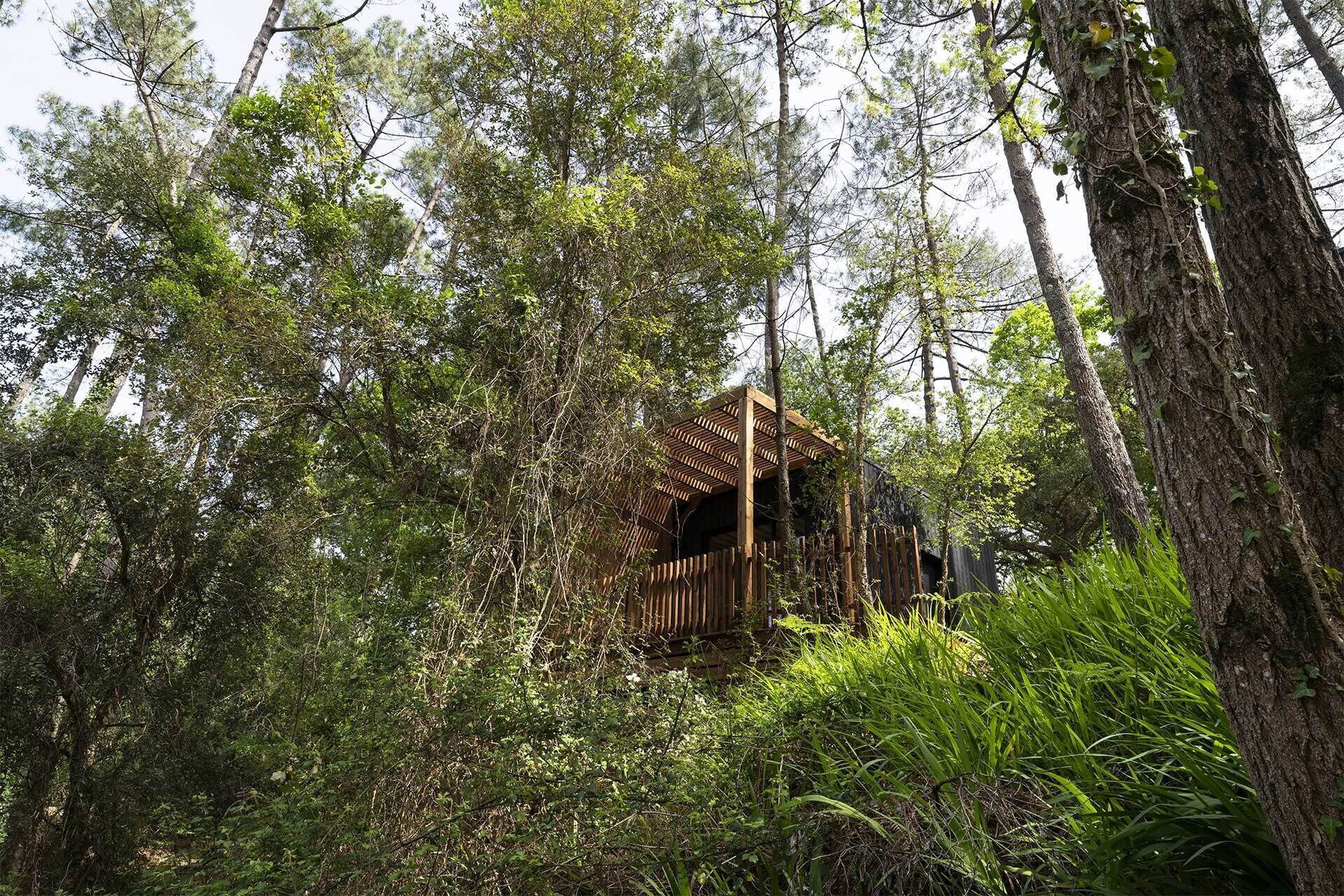 Una cabaña de madera escondida entre los árboles.