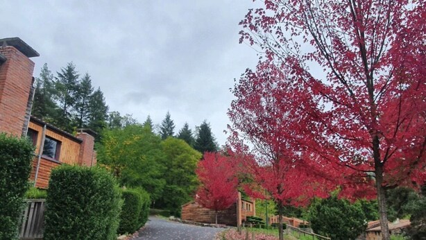 A residential street with a brick house, a wooden fence, and a tree with red leaves. - ZEcamping 3* locatif TV 34m2 2 pers (Vorey)