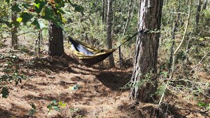 A hammock tied between trees in a forested area. - Milky Way with AC and WiFi, glamping near Houston (Cleveland)