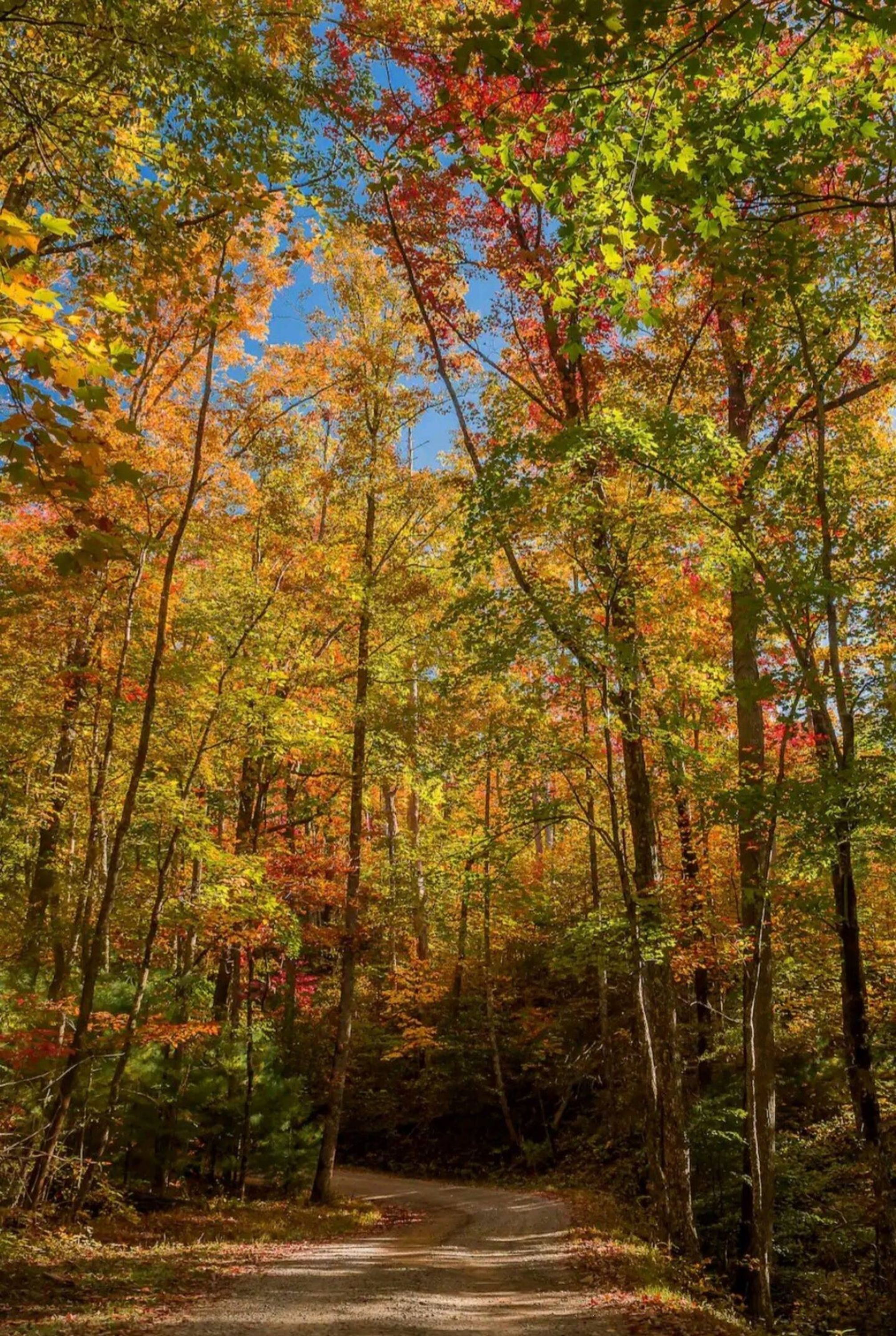 A forested area with a dirt path.