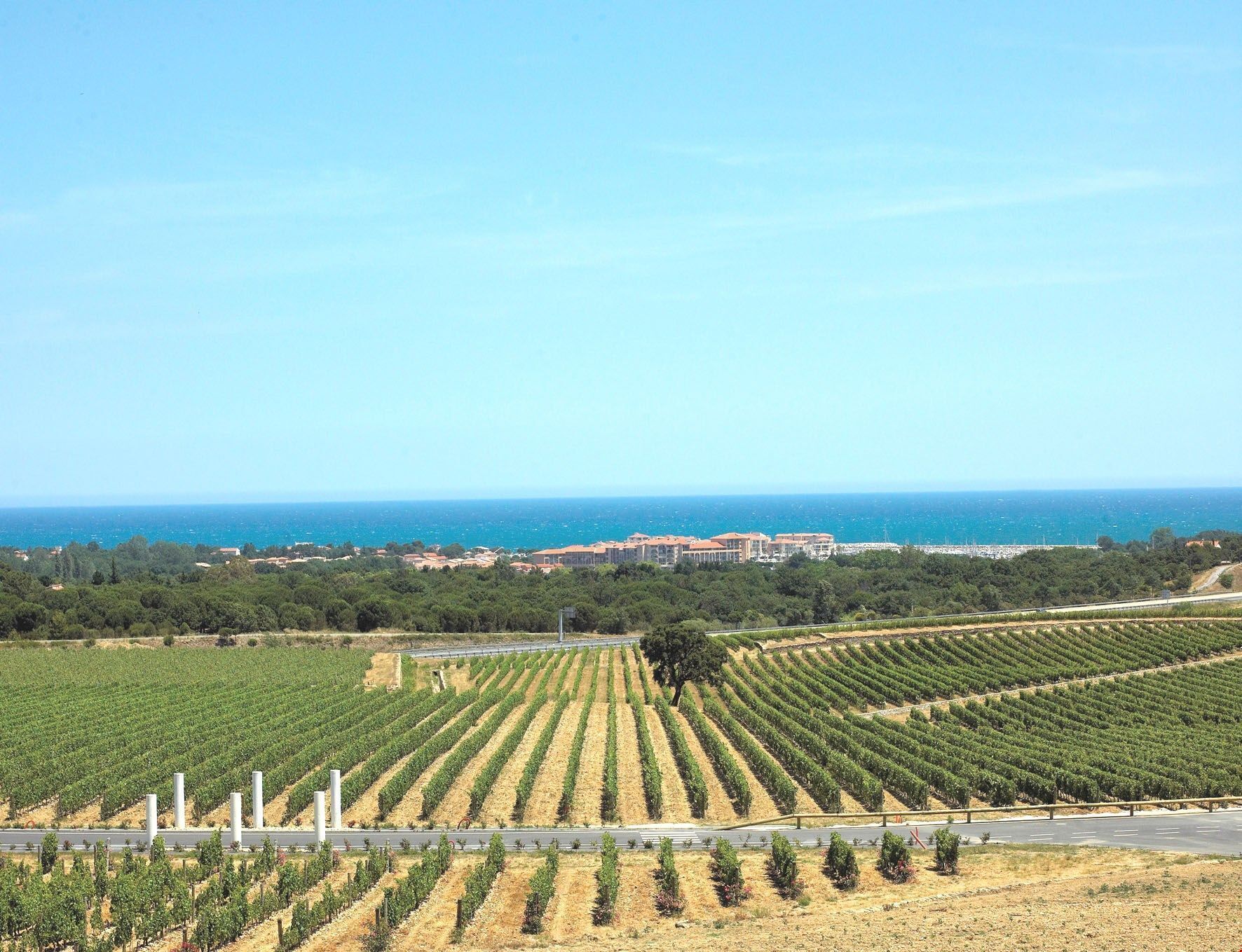 Viñedo con hileras de vides, un camino y un pueblo costero al fondo.